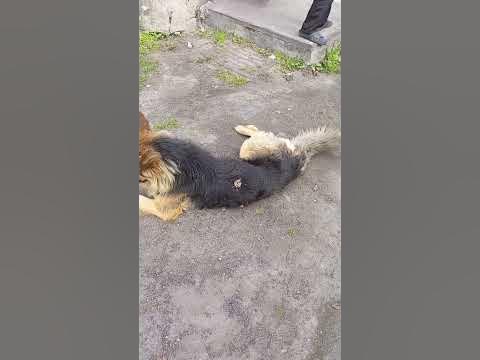 Собака Дик на работе - YouTube