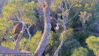 NE Florida Eagles Live Webcam   HDOnTap — Mozilla Firefox 2025 12 19 17 00 49