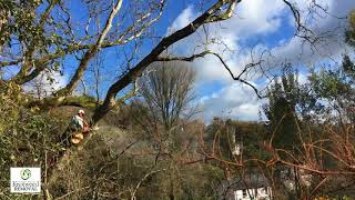 Tree Felling Services South Wales 01269 591651