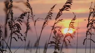 BACKGROUND VIDEO AESTHETIC NO COPYRIGHT - LATAR VIDEO