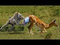 MOTHER IMPALA FAIL PROTECT HER NEWBORN FROM BABOON HUNTING | POOR BABY IMPALA