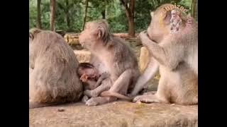 ibu memberinya ciuman❗betapa lucunya sikecil itu