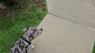 Walking Earl In Slow Motion.