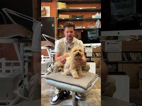 Проблема с мышцами у собак #dog #домашниеживотные #собака #ветеринар #питомец #puppy