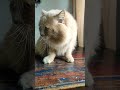 sab se best #shortvideo #catvideos #catfunny