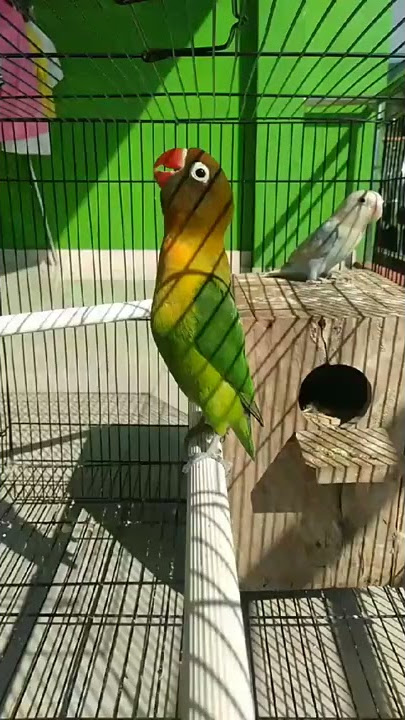 Bobmarley Lovebird Konslet abis