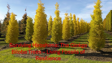 Surviving Hiroshima The Ginkgo Biloba Trees – Living Fossils of Resilience