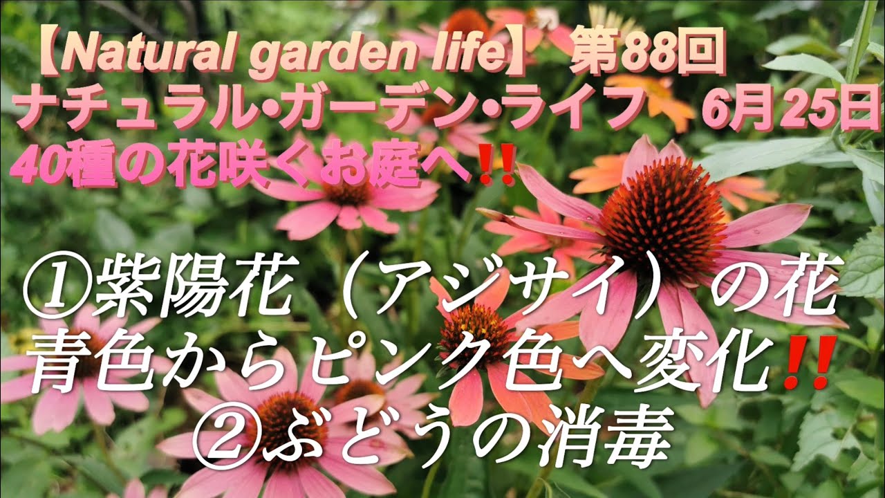 Natural garden life】 ①紫陽花（アジサイ）の花 青色からピンク色に