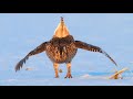 Sharp-tailed Grouse lek—Dance Party 1 Minnesota