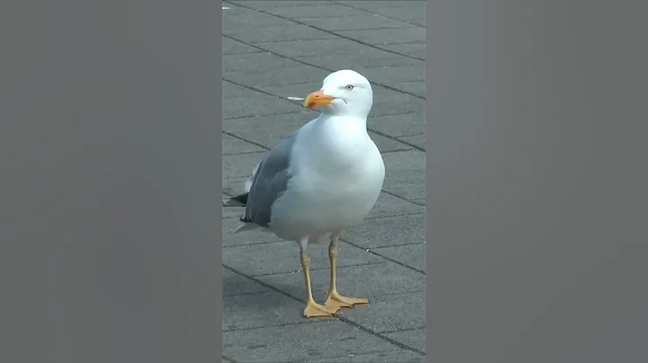 Gull ☘️ #gulls #birdslover #birds #golamrahman_salman #viral - DayDayNews