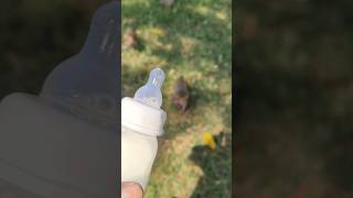 cute baby monkey 🐒#monkeyvideo #00022