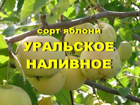 Сорт яблони Уральское