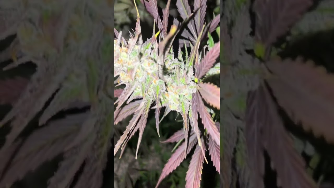 Day 75 in the basement grow 