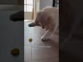 The dog doesn’t seem to like lemons.#dog #foryou #funny #usa #fyp