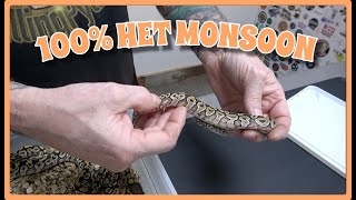 Celebrity 100% DH Monsoon DG!!  Clutch Update #46 Wealth