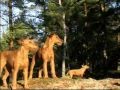 Hangerbell Kennel presents: Irish Terrier の動画、YouTube動画。