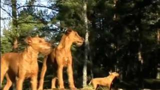 Hangerbell Kennel Presents Irish Terrier