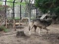 放送に反応するシンリンオオカミ（秋田市大森山動物園）