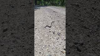 🐍 CULEBRA viperina