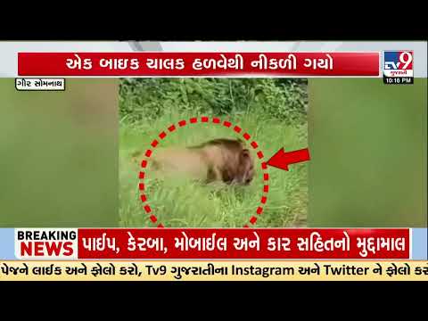 Gir Somnath: Lion Suddenly Walks Onto Road, Bikers Left Stunned | Gujarat | TV9Gujarati