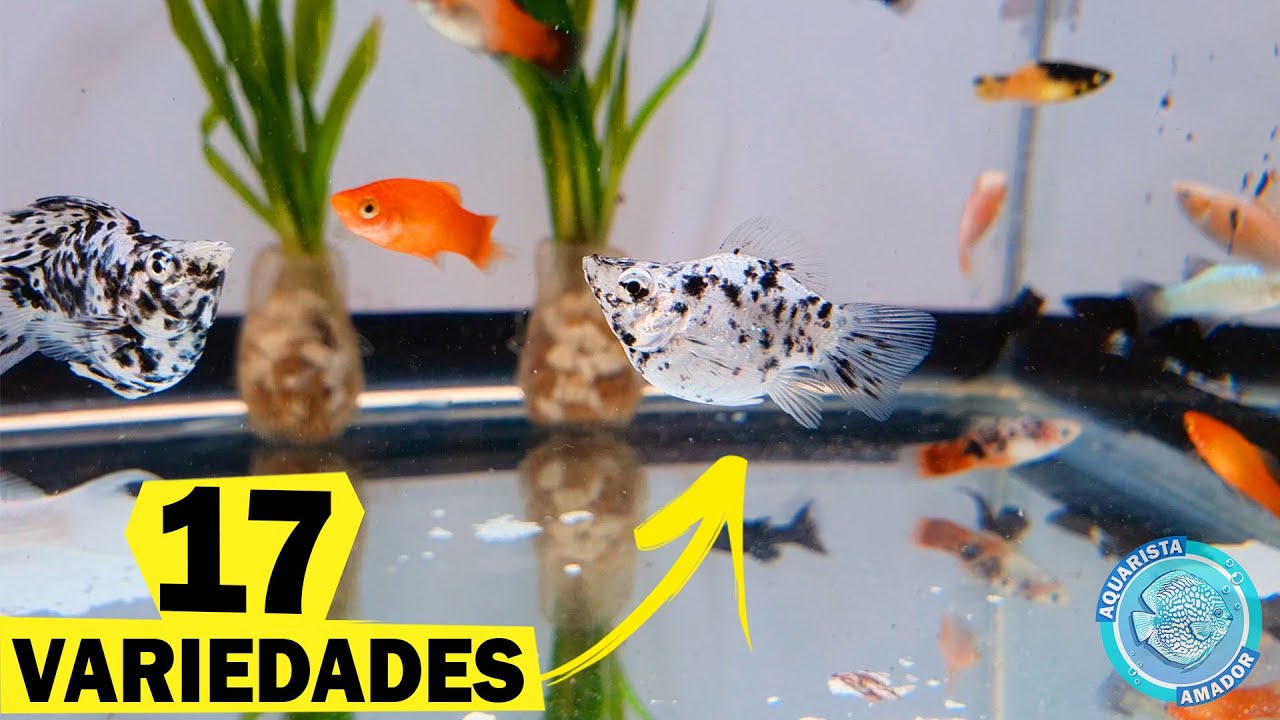 Coloquei 17 VARIEDADES de peixes de uma VEZ no LAGO DOS SONHOS!