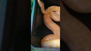 YELLOW PYTHON#snake#shorts