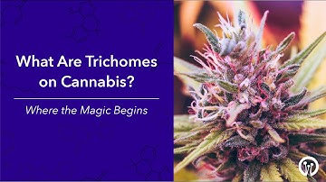 What are Trichomes on Cannabis? - Where the Magic Begins | What makes Marijuana Special