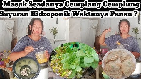 Masak Cemplang Cemplung Seadanya Sat Set Lihat Tanaman Hidroponikku Sekarang Apa Sudah Bisa Panen