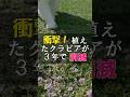 衝撃!クラピアが消滅した植えて3年目のこと #Shorts
