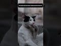 Wait for it... asli maza toh end mein hai! #animal  wibe