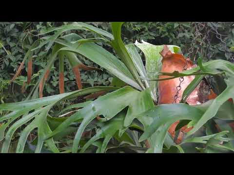 Video: Varietà di felce staghorn - Quali sono i tipi popolari di piante di felce staghorn