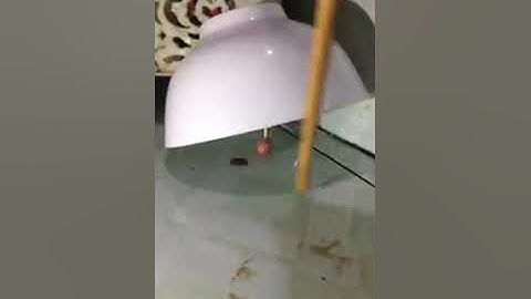 cách bẫy chuột nhắt trong nhà ĐƠN GIẢN