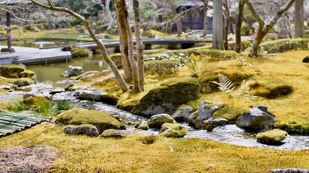 18 японских садов Киото и Сига | Ранняя весна: дзэн-камни, чай и мох