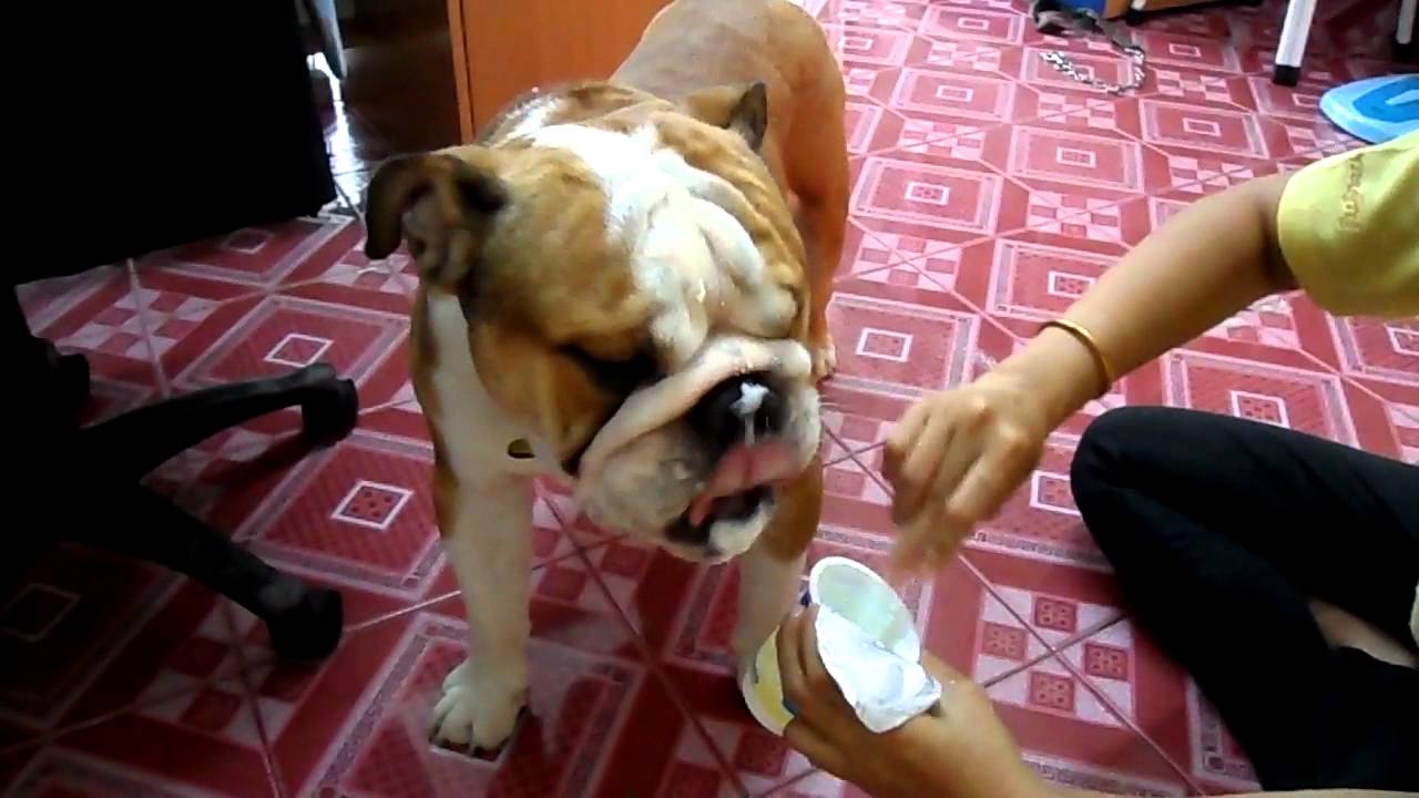 English Bulldog eat yogurt. YouTube