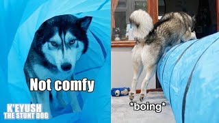 My Dog Uses A Tunnel In All The Wrong Ways! Exercise Fail!