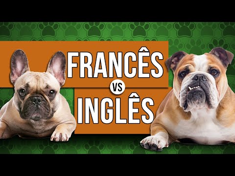 Vídeo: Diferença Entre Bulldog Francês E Bulldog Inglês