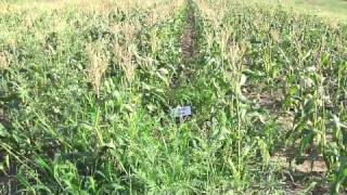 Sweet corn trial plot