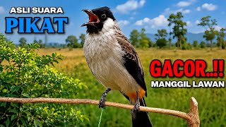 Suara Burung Kutilang Gacor Ribut Asli Tanpa Isian