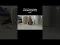 #crochet #amigurumi #cute #funny #viral