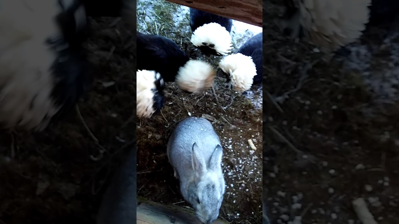 Window Watching: Coconut Oil and cooked egg shells for the Polish Chickens and Pepper, the Rabbit!