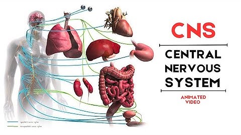 What is the Central Nervous System ? Anatomy and Function | Animated Video