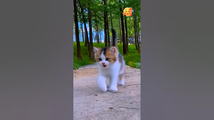 Video 10689421: persian cat kitten meowing, persian cat meow sound, cutest persian cat