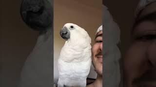 Bird Gives Her Human Daddy a Kiss