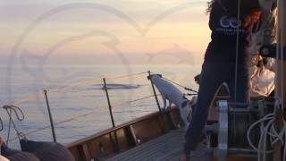 Capodogli tra Ischia e Capri: puntuale ritorna BRUNONE by Oceanomare Delphis 1,841 views 7 years ago 1 minute, 53 seconds