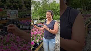 Petunias: To deadhead or Not to deadhead?