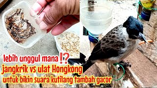 mana yang bisa bikin suara kutilang gacor jangkrik vs ulat Hongkong⁉️