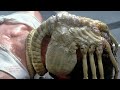 The &#39;Real&#39; Alien: Romulus Facehuggers Are Nightmare Fuel