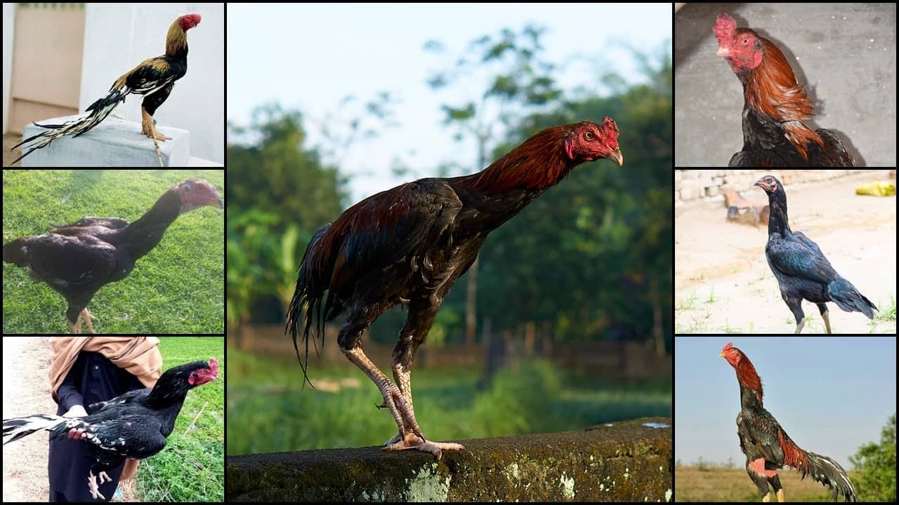 My New Aseel Bird | Aseel Bird Lovers