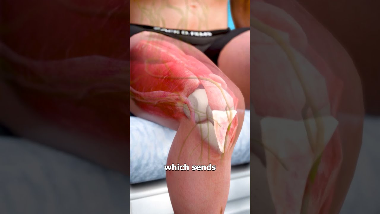 Why Does Your Knee Jerk When Tapped 