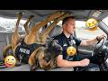 When Police Dogs Forget Their Job 🐕👮‍♀️